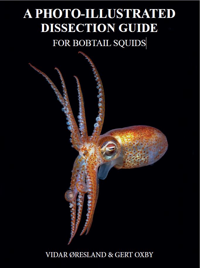 A PHOTO-ILLUSTRATED DISSECTION GUIDE FOR BOBTAIL SQUIDS By VIDAR ØRESLAND & GERT OXBY