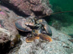 American_lobster_eating_european_Gert-Oxby_copyright-_picture20161028