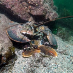 American_lobster_eating_european_Gert-Oxby_copyright-_picture20161028